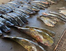 Polícia Militar apreende 465 quilos de pescado ilegal e prende homem em Várzea Grande