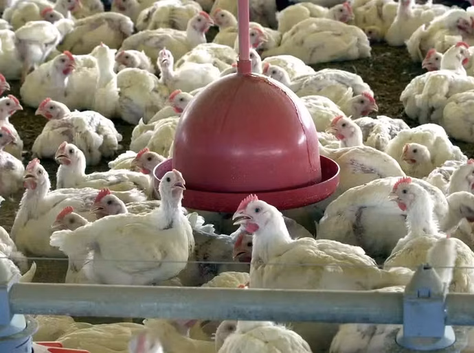 China suspende compra de carne de frango do Brasil por 60 dias após 1º caso de gripe aviária em granja comercial