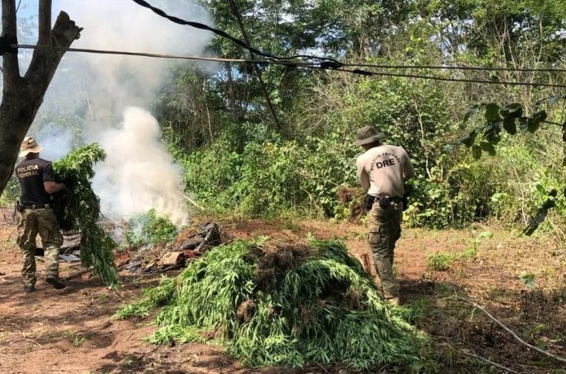 PF destrói 7 mil pés de maconha em operação contra o plantio ilegal em terras indígenas no MA