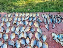 Polícia Militar prende homem com 112 unidades de pescado irregular em Cuiabá