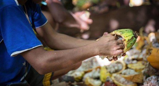 Menos renda, mais trabalho infantil: os efeitos devastadores da crise do cacau no sul da Bahia ao longo de gerações