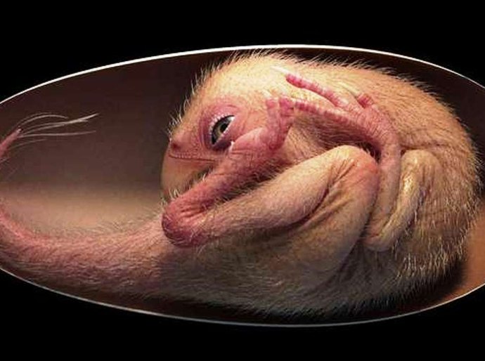 O incrível embrião de dinossauro perfeitamente preservado encontrado na China