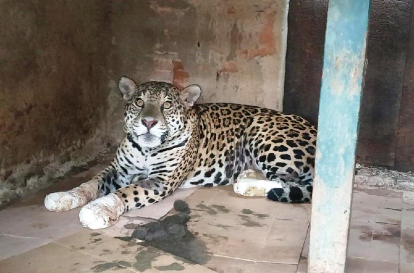Policiais ambientais tentam salvar animais feridos no incêndio que consome o Pantanal