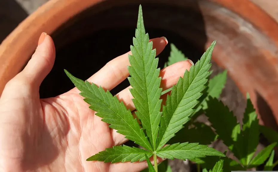 Anvisa discute nesta quarta regras para a produção de cannabis no país