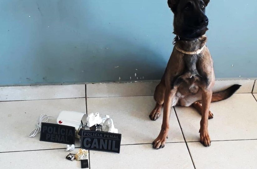 Cão fareja ventilador e mulher é presa tentando entrar com droga no presídio da Mata Grande