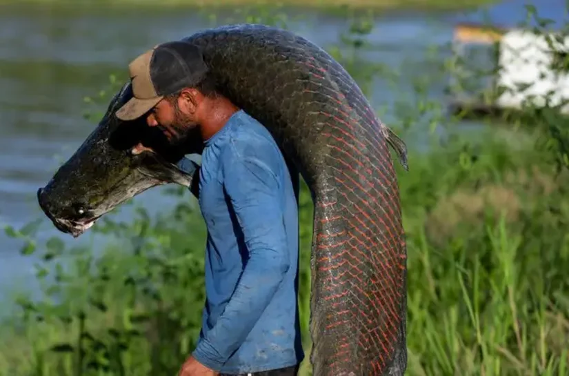 Pele de peixe gigante da Amazônia vira bolsa de luxo, mas ganho não chega a pescadores