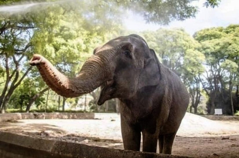 A viagem de Mara, a elefanta mais querida da Argentina, para viver em Chapada dos Guimarães, MT