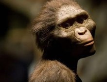 Como era Lucy, o fóssil descoberto há 50 anos que reescreveu a história da evolução humana