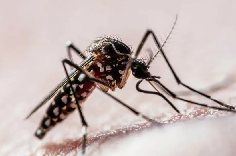 Surto de dengue nas Américas pode ser o maior da história, alerta Opas