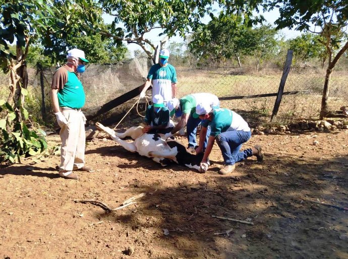 Prefeitura de Várzea Grande capacita criadores de gado contra brucelose