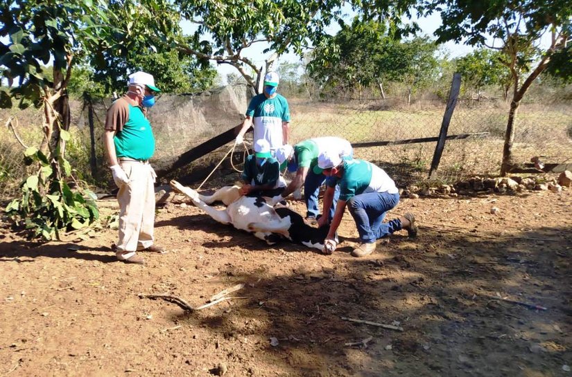 Prefeitura de Várzea Grande capacita criadores de gado contra brucelose