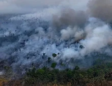 Destruição de florestas tropicais bate recorde com aumento de incêndios