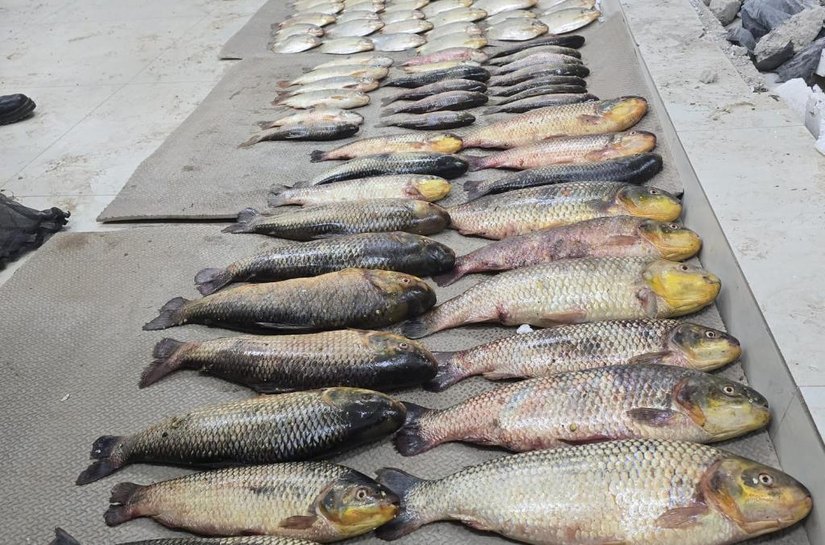 Batalhão Ambiental da PM prende suspeito por pesca irregular e apreende 86 unidades