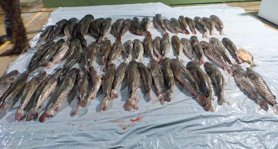 Companhia Ambiental da PM apreende 412 quilos de pescado irregular em Poxoréu, MT