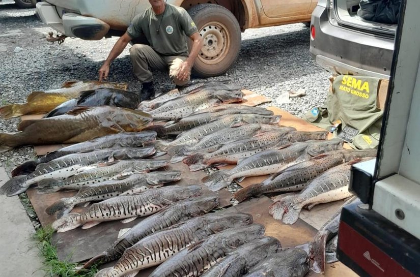 Sema e PM apreendem jacaré e 371 kg de pescado ilegal durante fiscalização