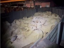 PM impede furto de gado em zona rural de Barra do Garças e prende suspeitos