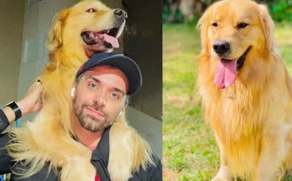 Cachorro morre após falha em transporte aéreo; pet foi levado para Ceará em vez de Mato Grosso