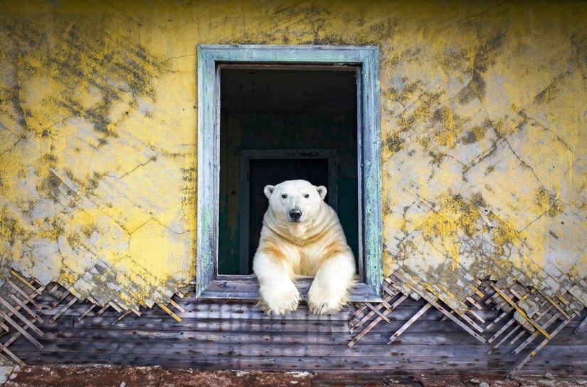 Ursos polares ocupam estação meteorológica abandonada na Rússia; veja FOTOS