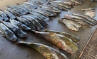 Polícia Militar apreende 465 quilos de pescado ilegal e prende homem em Várzea Grande