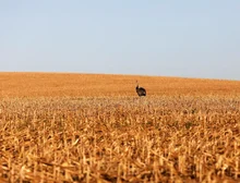 Em meio a críticas do agro, governo lança Plano Safra com crédito mais caro