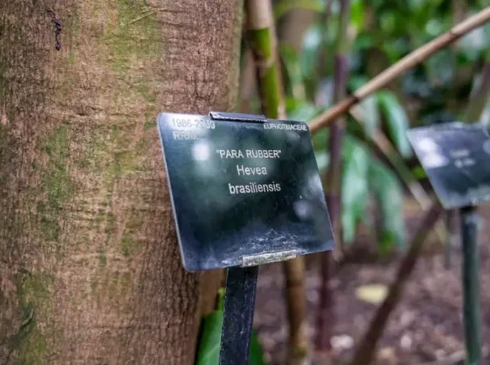 O 'roubo' que mudou a história de Belém e da Amazônia — e suas lições para a cidade da COP30