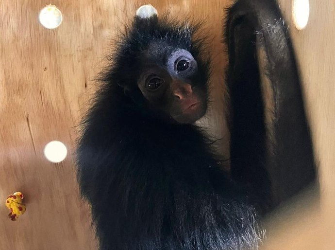 Quatro macacos são encaminhados pela Sema para santuário que abriga primatas ameaçados de extinção