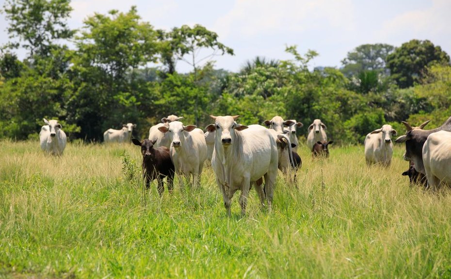 Mato Grosso registra recorde de abates de bovinos e exportações em abril de 2024