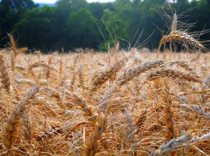Fertilizante ecológico pode reduzir dependência de importação