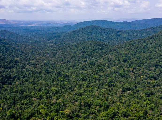 Desmatamento na Amazônia cai 31% de janeiro a maio