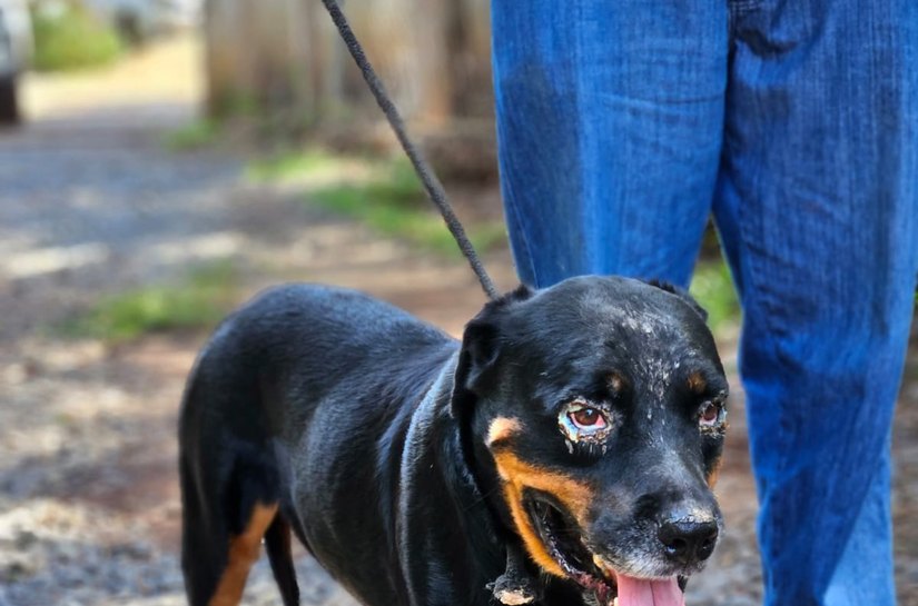Dia Nacional dos Animais é celebrado com feira de adoção e ações de conscientização em Cuiabá