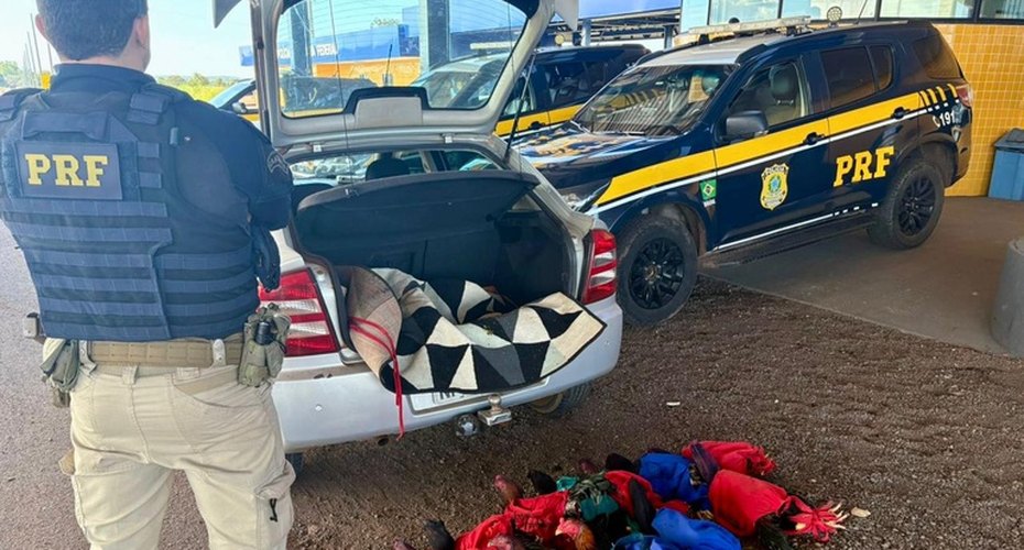 PRF apreende aves e lavra TCO por crime ambiental na BR-070, em Barra do Garças,MT