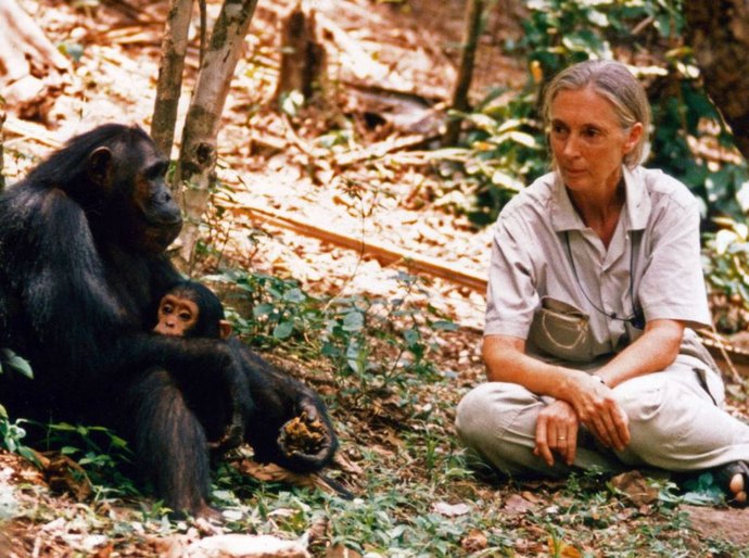 Jane Goodall: “Não deixarei que sujeitos como Trump e Bolsonaro me façam calar. Morrerei lutando”