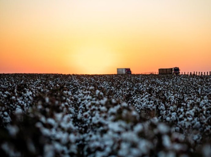 Plantio atinge 3,61% da área plantada em MT