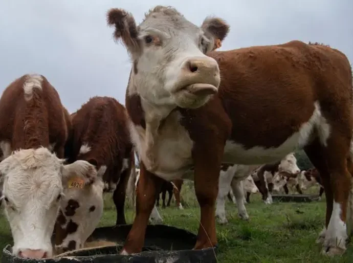O golpe milionário da 'vaca virtual' que está abalando o Uruguai, um dos maiores produtores de gado do mundo