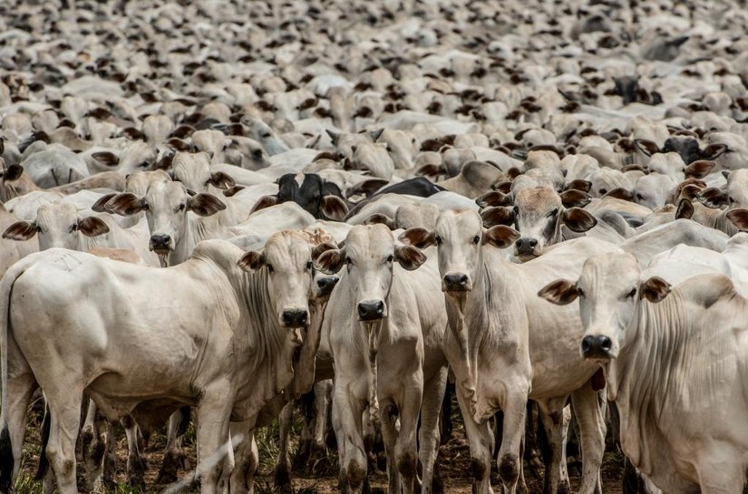 Mato Grosso será reconhecido internacionalmente com certificação inédita de zona livre da febre aftosa sem vacinação