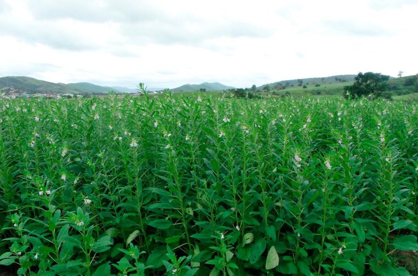 Gergelim ganha espaço e se consolida como segunda opção de safra em Mato Grosso