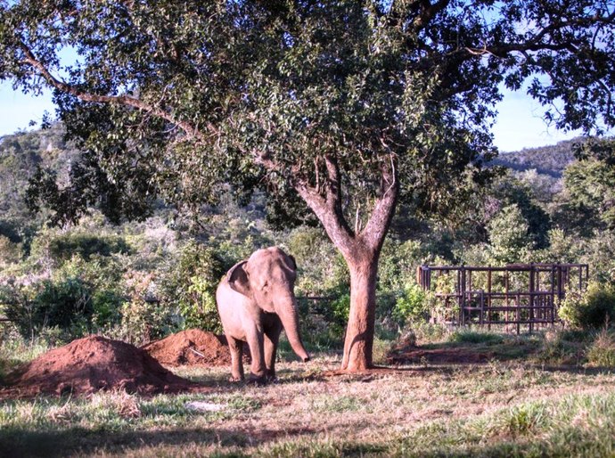 ‘Mara’, a odisseia de uma elefanta na pandemia até chegar em Chapada dos Guimarães, em MT