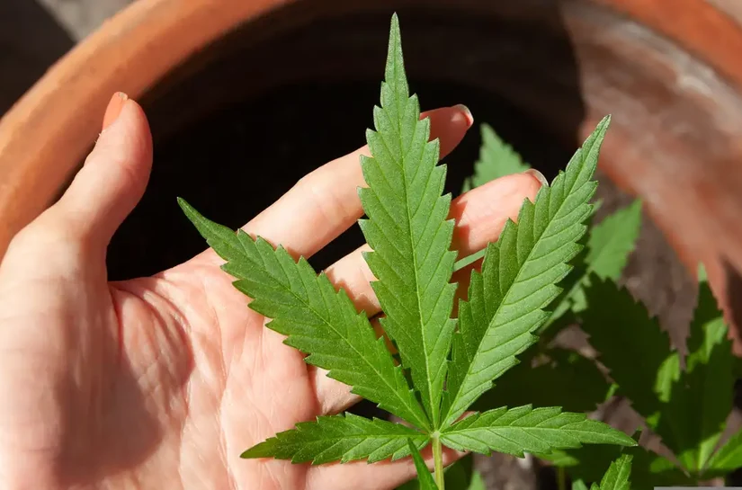 Anvisa discute nesta quarta regras para a produção de cannabis no país