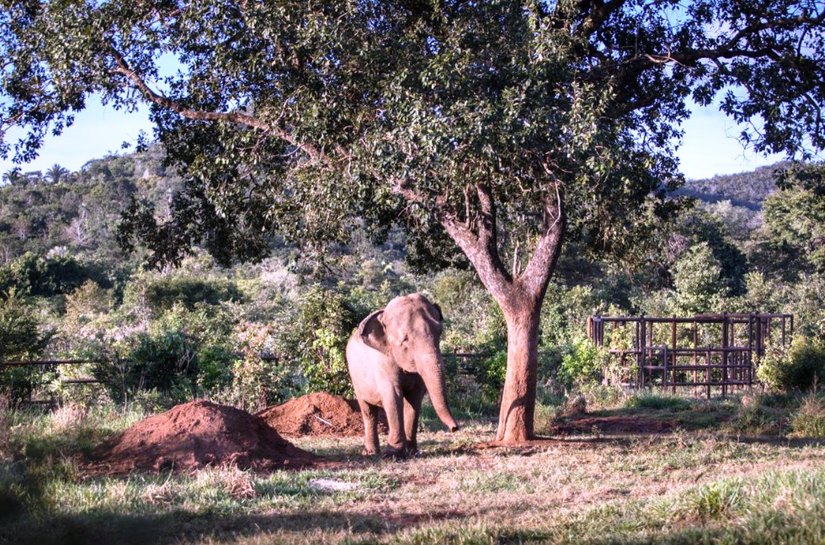 ‘Mara’, a odisseia de uma elefanta na pandemia até chegar em Chapada dos Guimarães, em MT