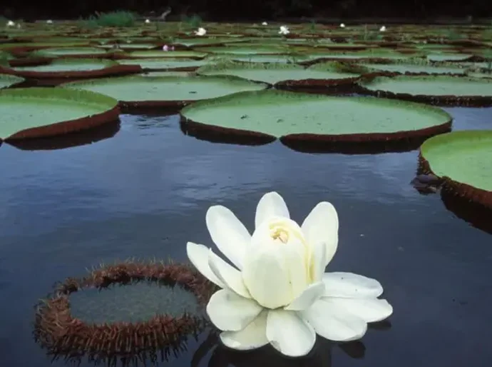 Vitória-régia, a planta amazônica que revolucionou a arquitetura e continua a inspirar inovações tecnológicas