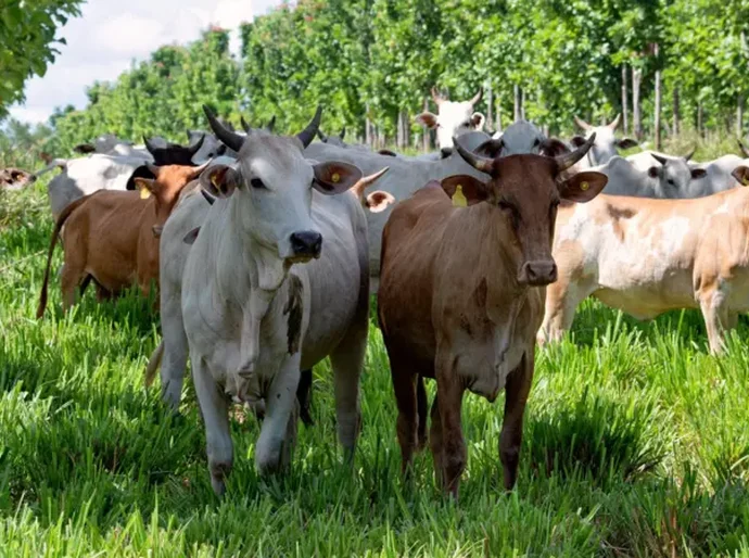 As 'supervacas' que fizeram do Brasil o maior exportador de carne do mundo
