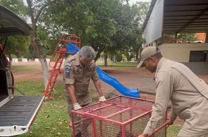 Sem conseguir andar, lobo-guará ferido é resgatado e levado ao veterinário pelo Corpo de Bombeiros Militar