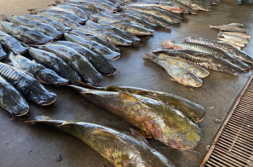 Polícia Militar apreende 465 quilos de pescado ilegal e prende homem em Várzea Grande