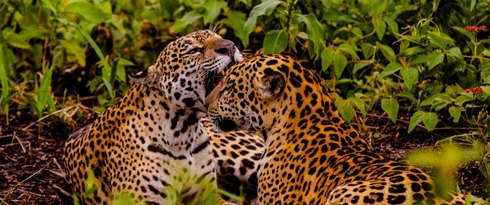 Embratur destaca Pantanal e Mato Grosso como potências do turismo brasileiro