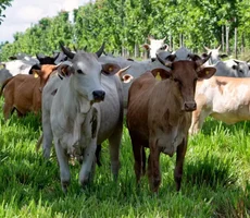 As 'supervacas' que fizeram do Brasil o maior exportador de carne do mundo