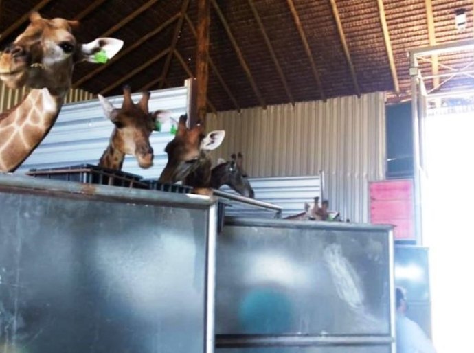 Polícia Federal prende dois homens e apreende 15 girafas em resort no Rio de Janeiro