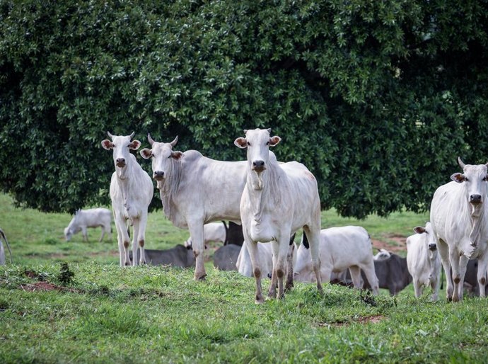 Rebanho bovino de MT conta com 32,1 milhões de cabeças