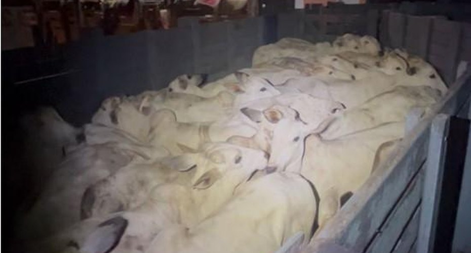 PM impede furto de gado em zona rural de Barra do Garças e prende suspeitos