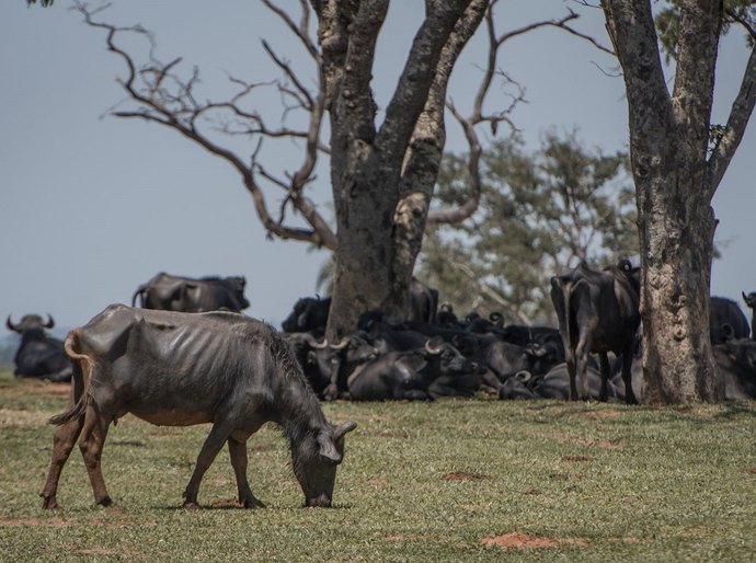 O calvário de 600 búfalos abandonados à morte para dar lugar ao plantio de soja