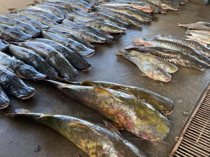 Polícia Militar apreende 465 quilos de pescado ilegal e prende homem em Várzea Grande